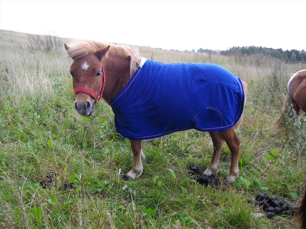 Shetlænder Emil billede 11