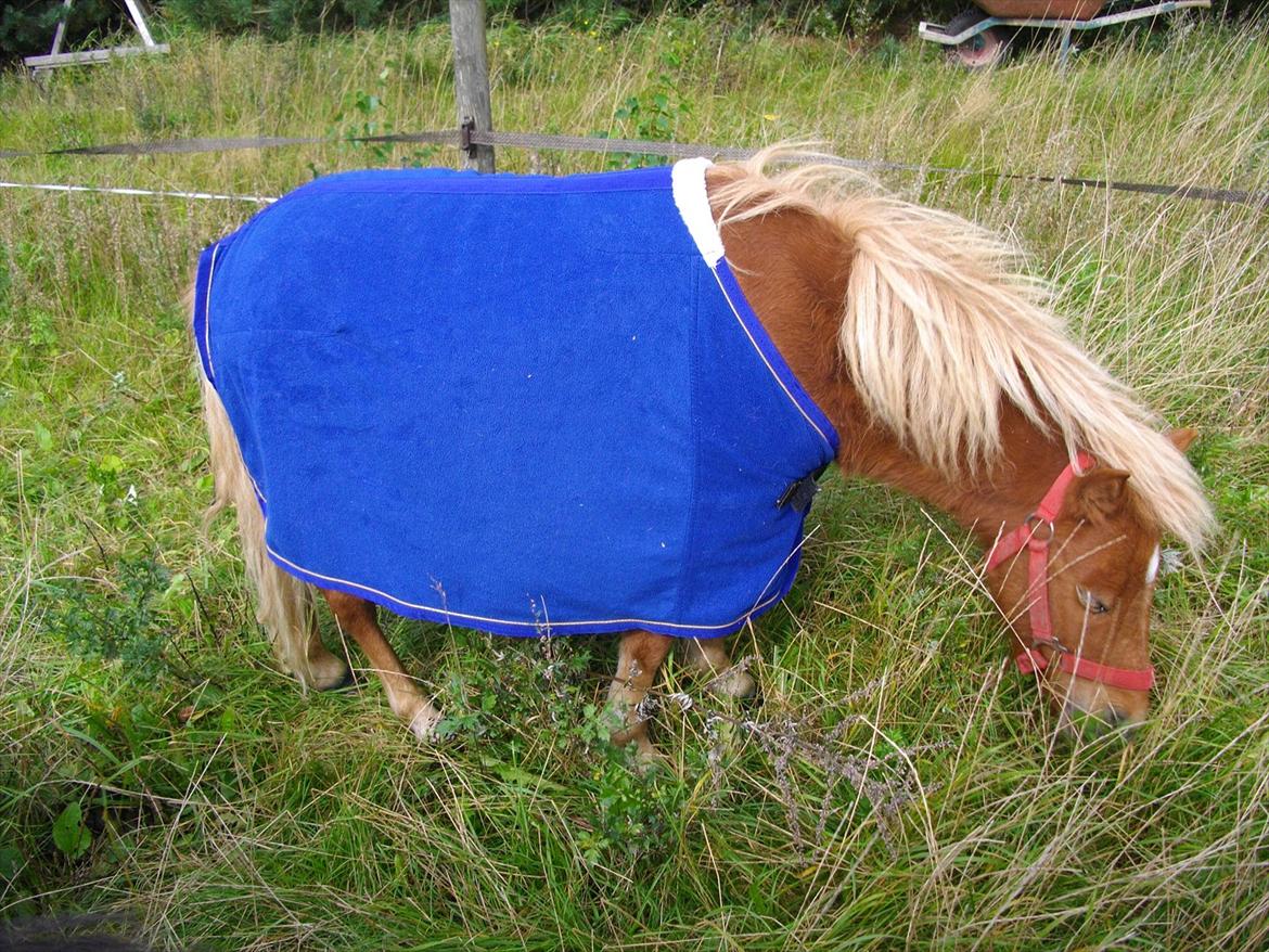 Shetlænder Emil billede 12