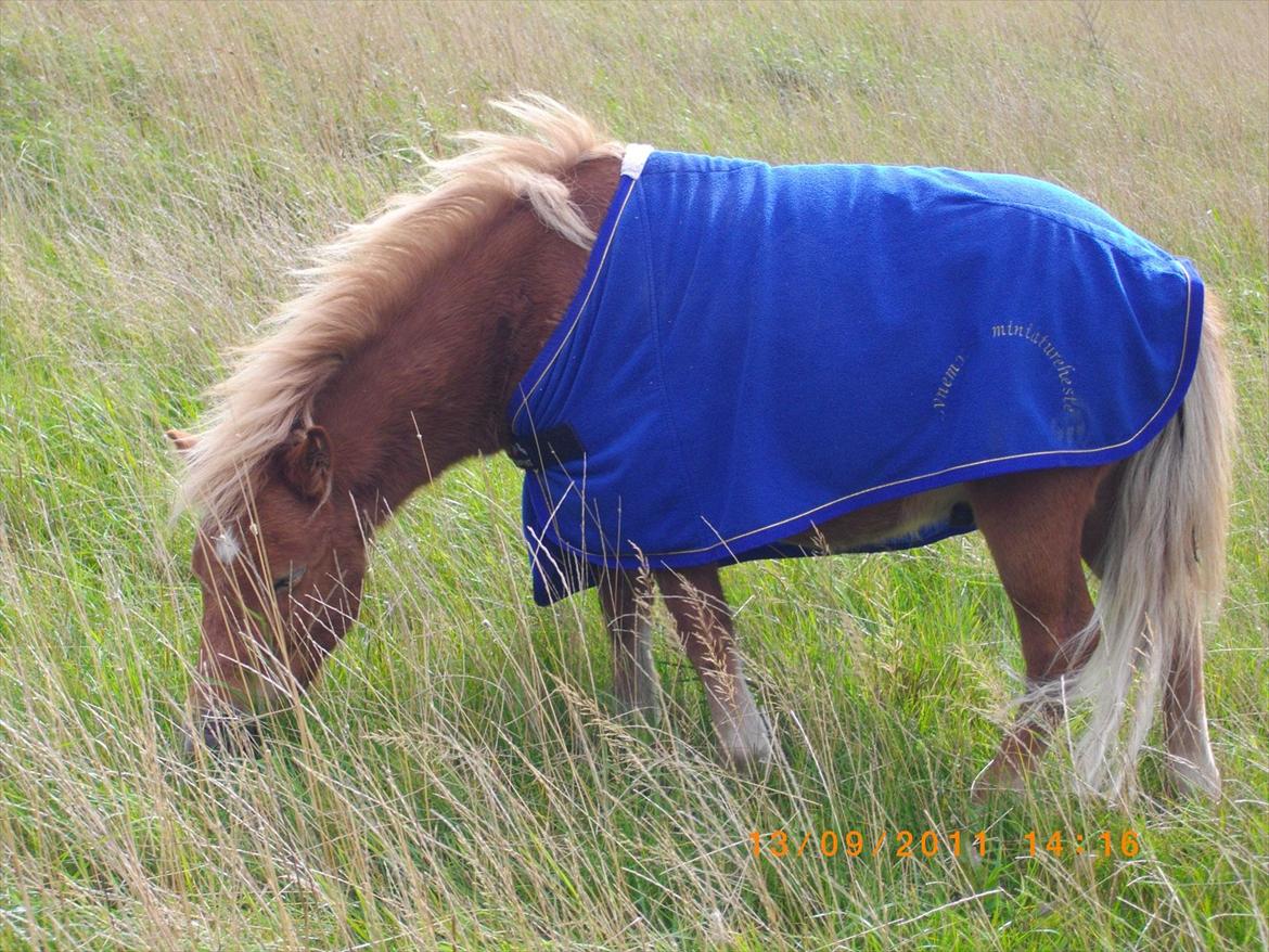 Shetlænder Emil billede 13