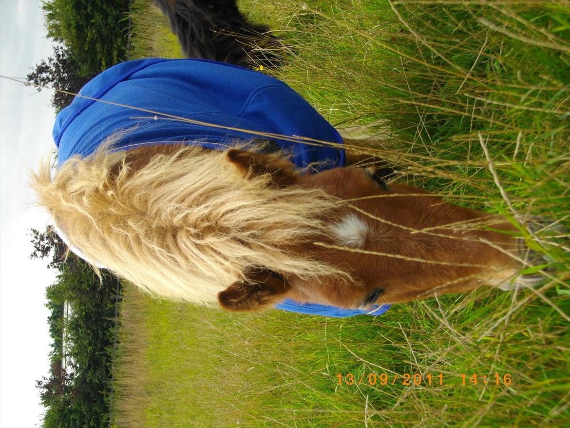 Shetlænder Emil billede 14