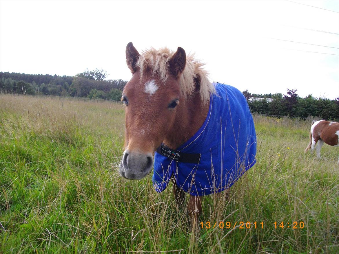 Shetlænder Emil billede 15