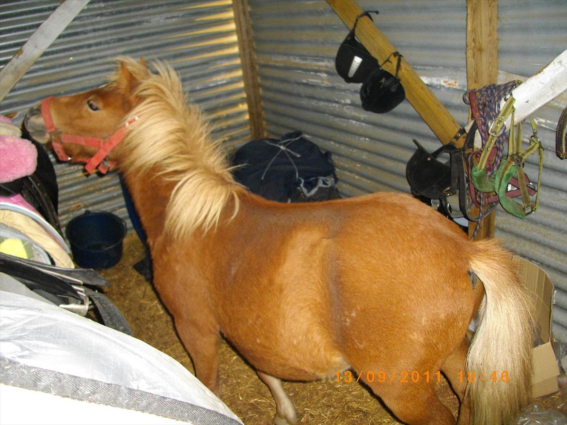 Shetlænder Emil billede 16