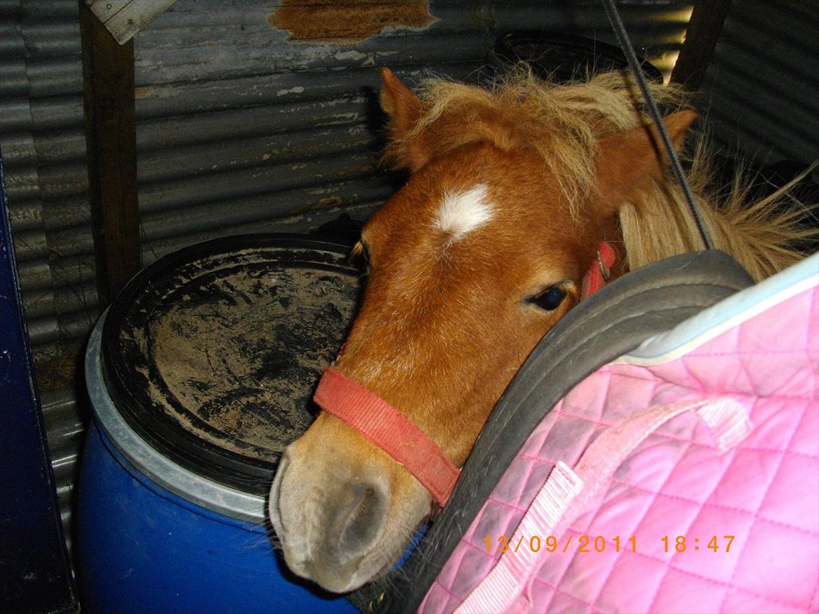 Shetlænder Emil billede 17