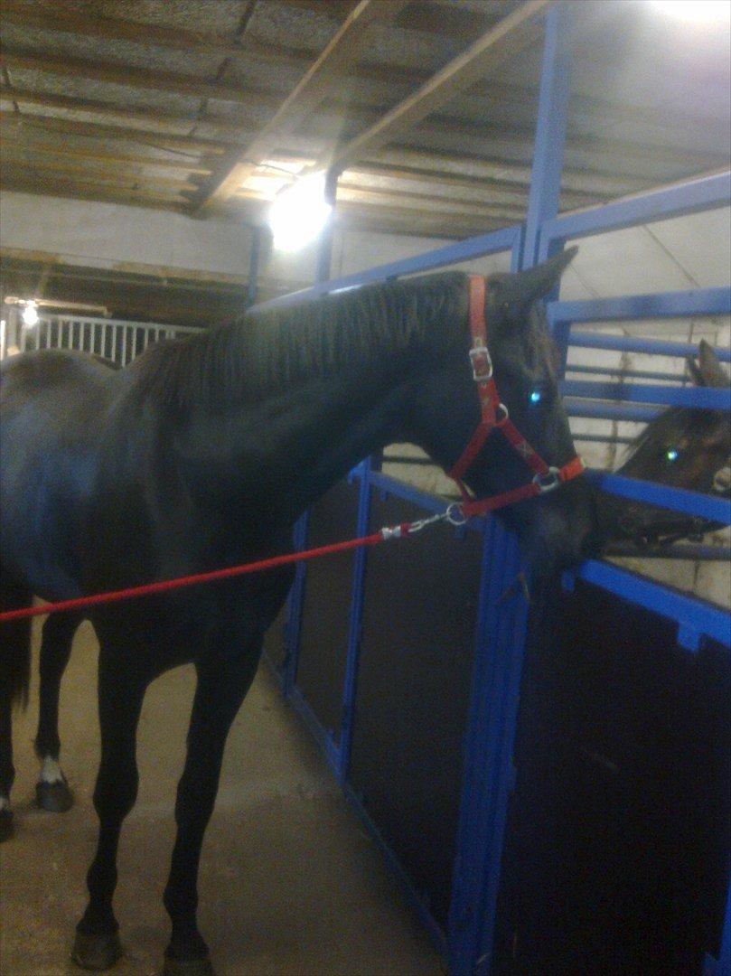 Oldenborg Vester Løkke`s Montana (Solgt ) RIP billede 2