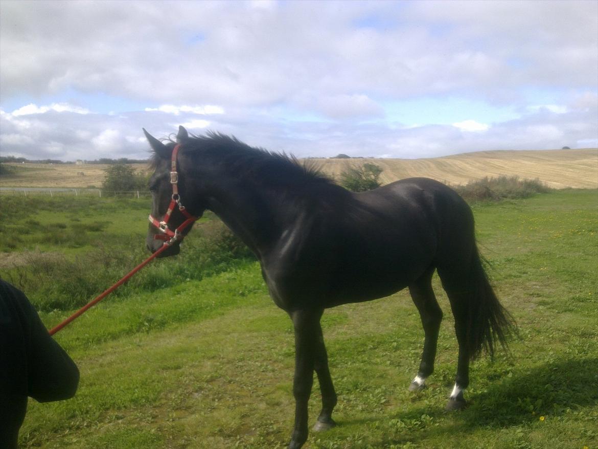 Oldenborg Vester Løkke`s Montana (Solgt ) RIP billede 3