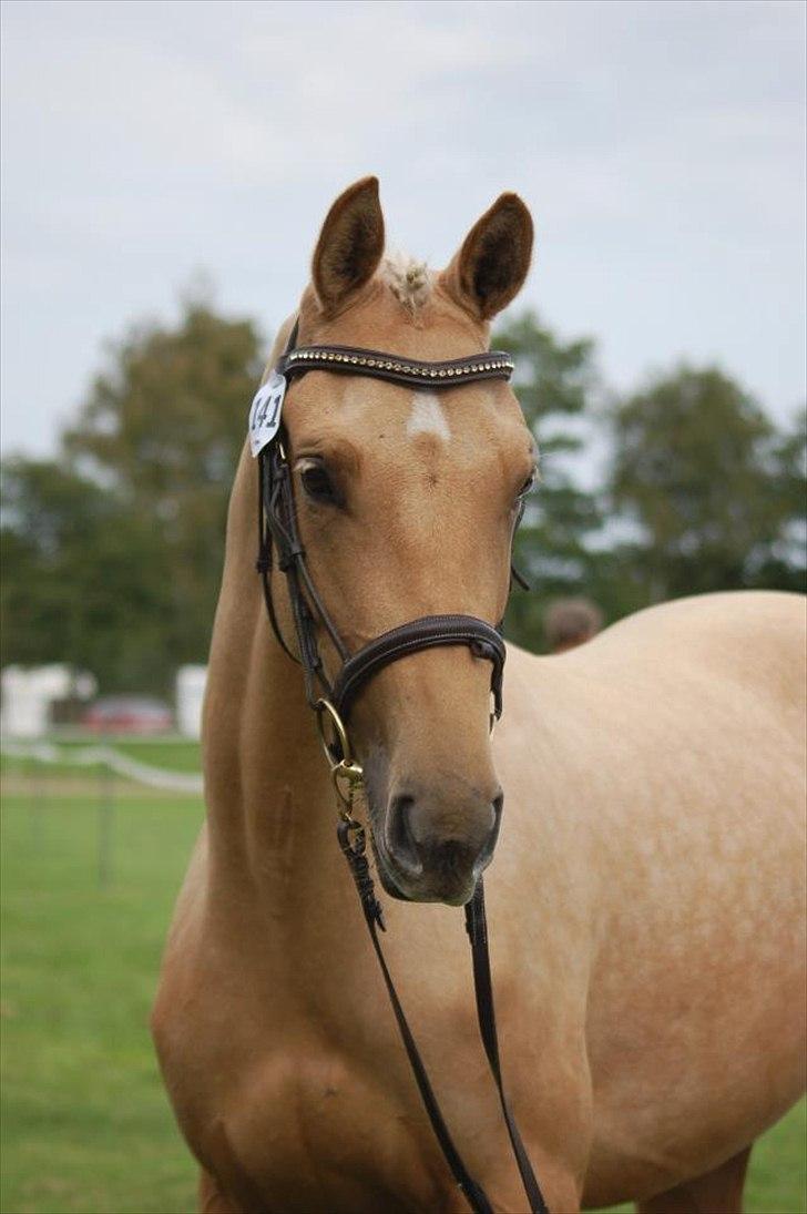 Palomino Østrupgårds Vanilla - Vanilla på store hestedag billede 1