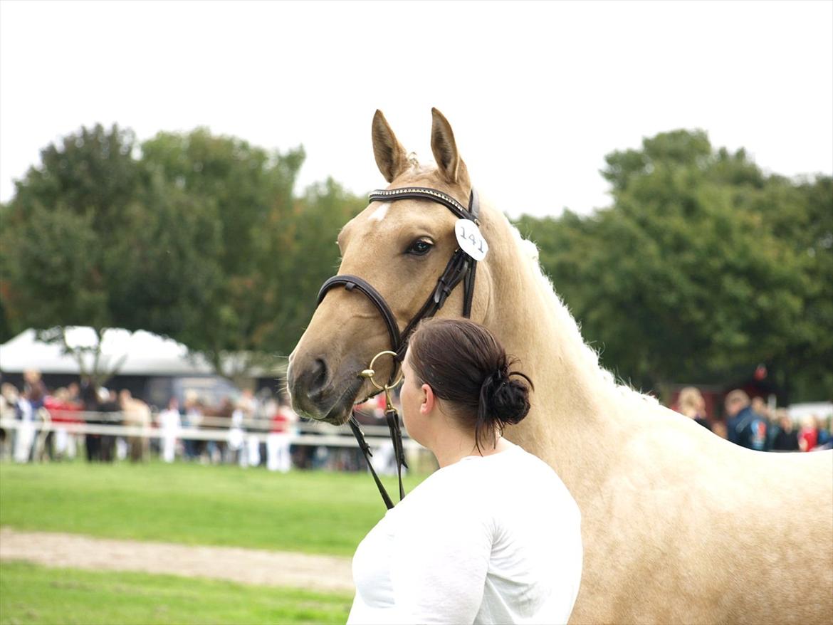 Palomino Østrupgårds Vanilla billede 16