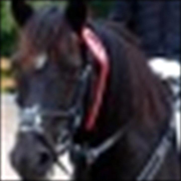 Welsh Cob (sec D) Chalfont Lisanja - Stævne d. 4:P Foto: Dorte S billede 12