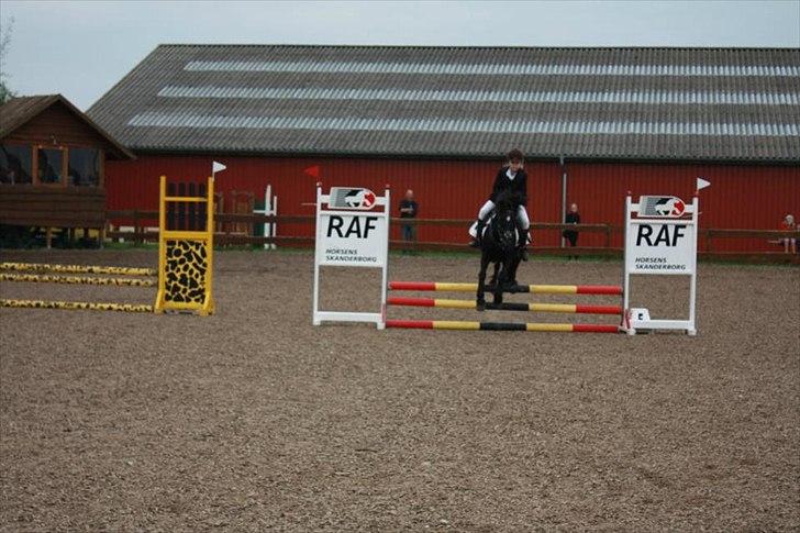 Welsh Cob (sec D) Chalfont Lisanja - 1.plads!!<3LC d. 3/9 Foto: Thit:P!! billede 13