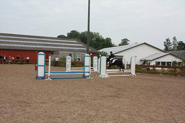 Welsh Cob (sec D) Chalfont Lisanja - LcMin 1.plads 4/9-11!<3 Foto: thit :P billede 14