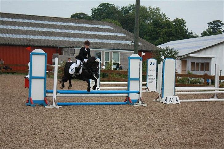 Welsh Cob (sec D) Chalfont Lisanja - skønne pony!!:P Foto: Thit.D billede 15