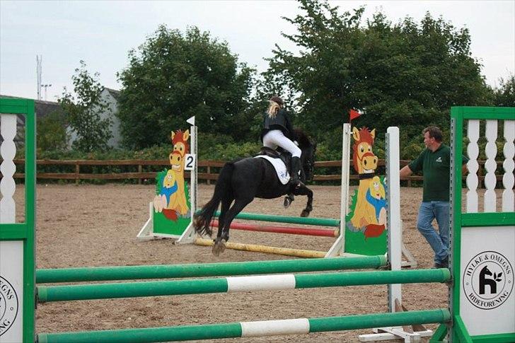 Welsh Cob (sec D) Chalfont Lisanja billede 16