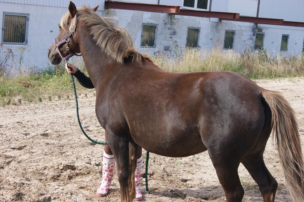 DSP Jolene  billede 18