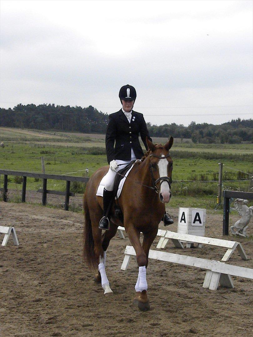 Dansk Varmblod GRØNTANG DIVA billede 8