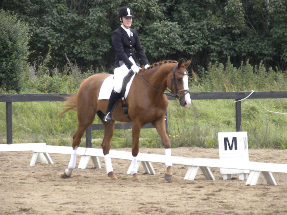 Dansk Varmblod GRØNTANG DIVA billede 9