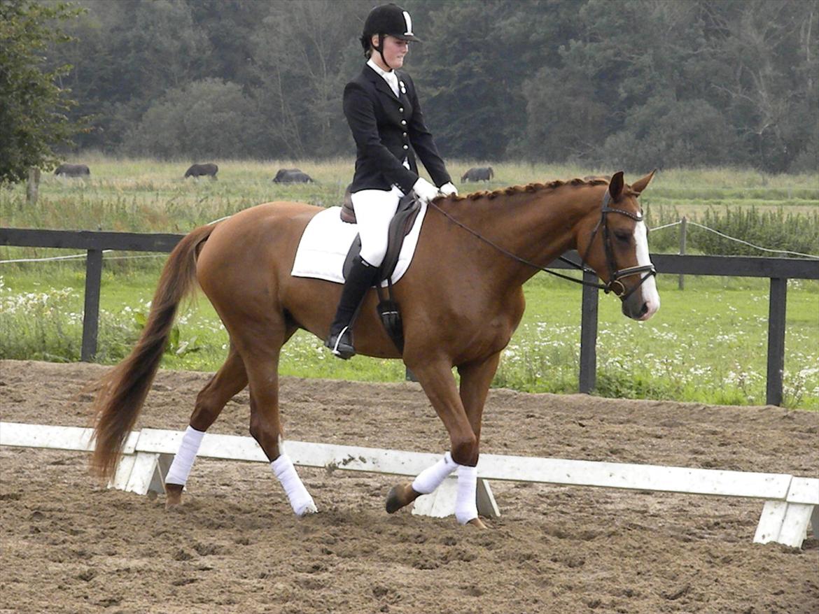 Dansk Varmblod GRØNTANG DIVA billede 10