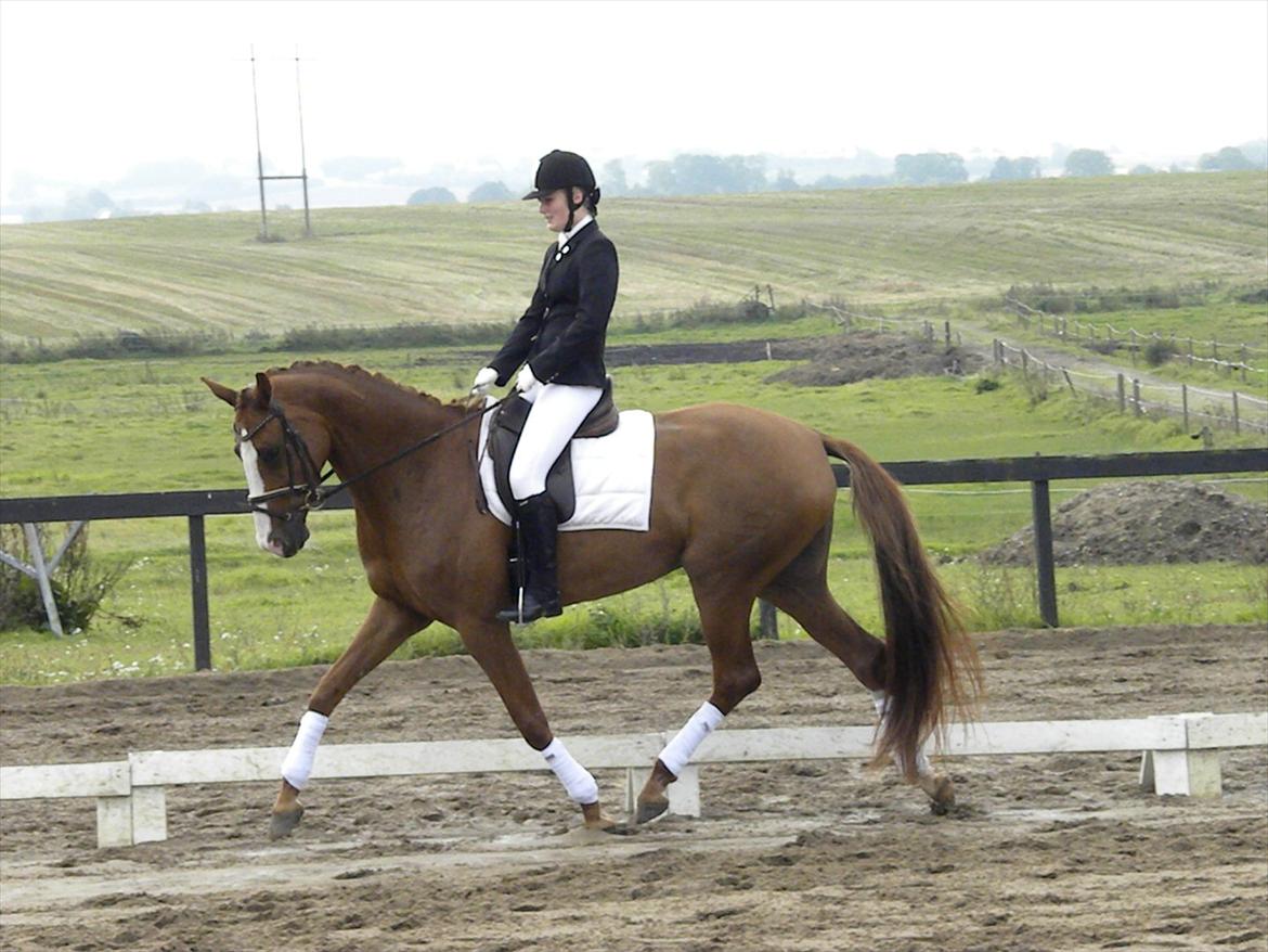 Dansk Varmblod GRØNTANG DIVA billede 11