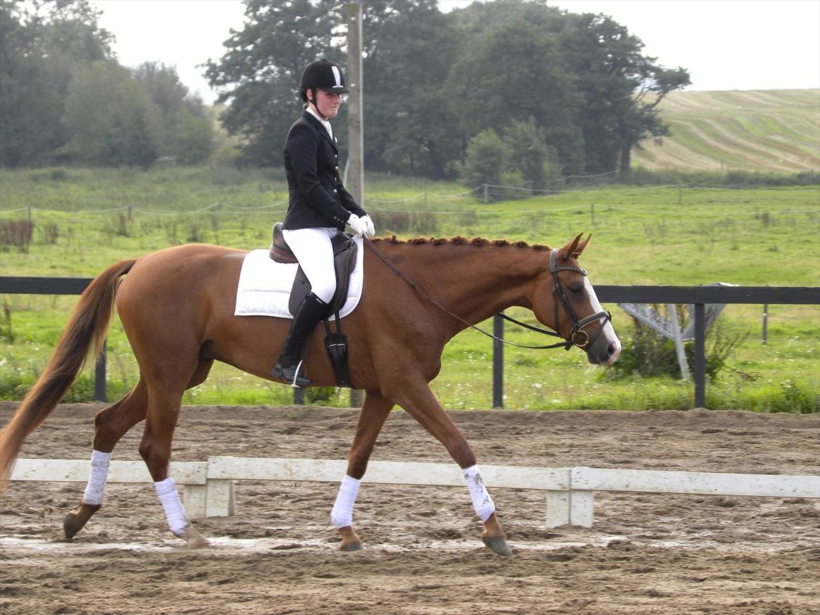 Dansk Varmblod GRØNTANG DIVA billede 12