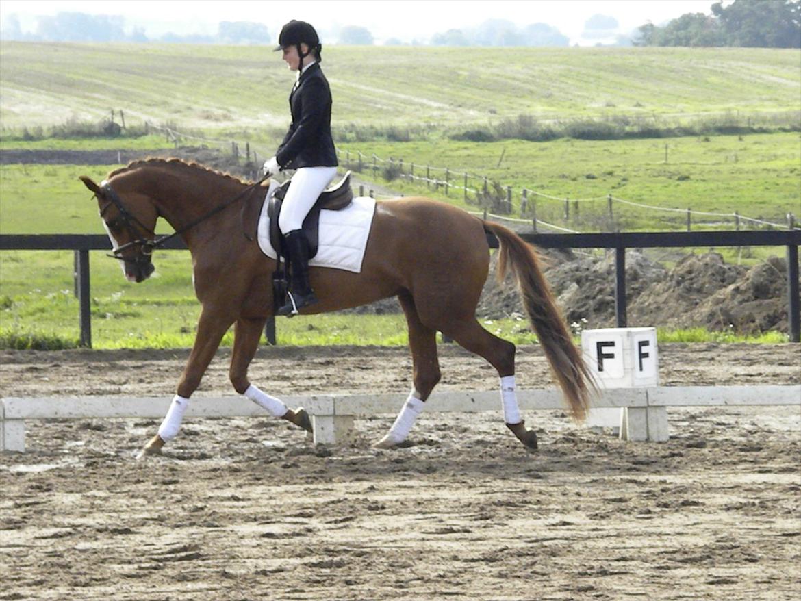 Dansk Varmblod GRØNTANG DIVA billede 13