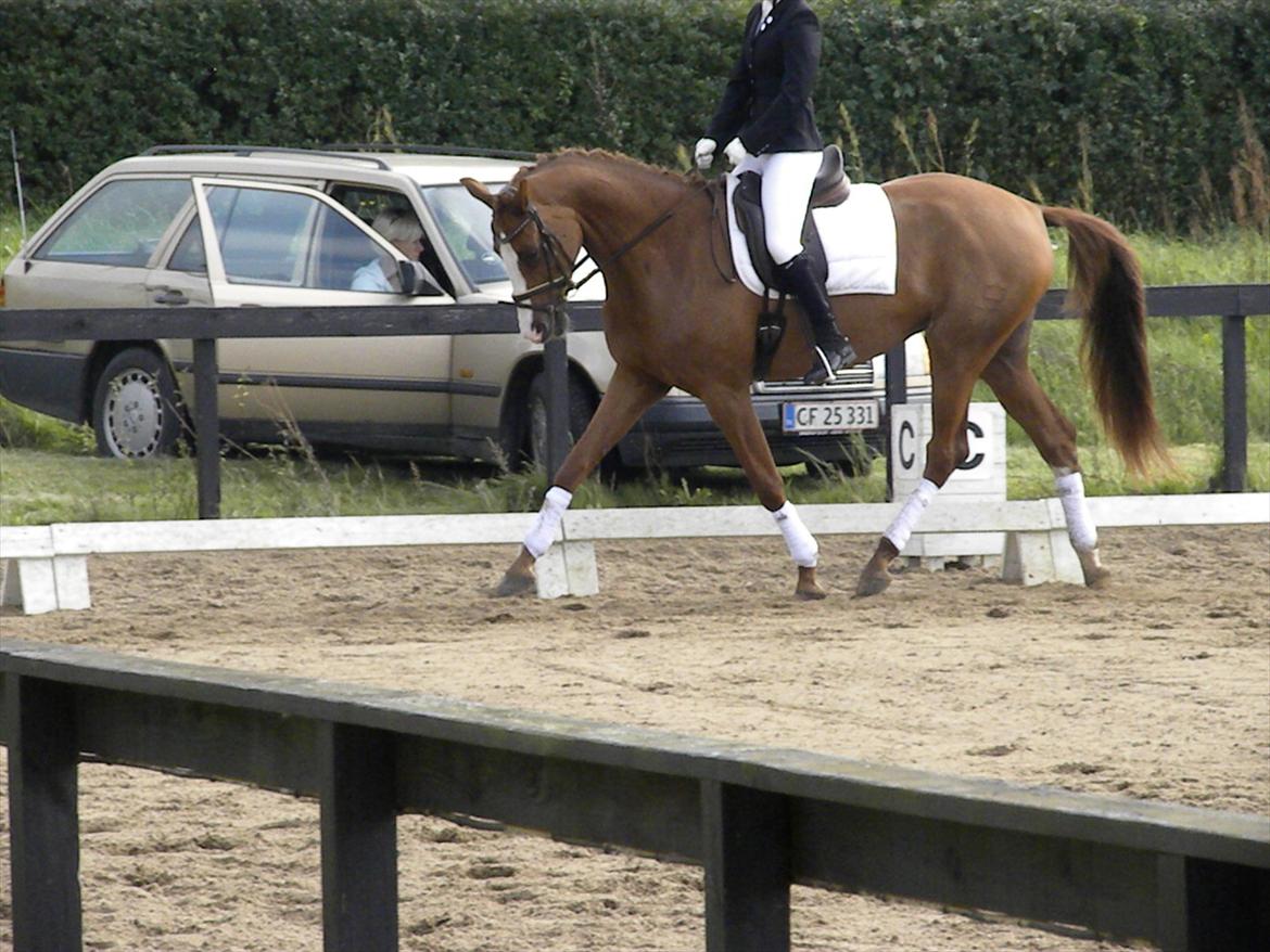 Dansk Varmblod GRØNTANG DIVA billede 14