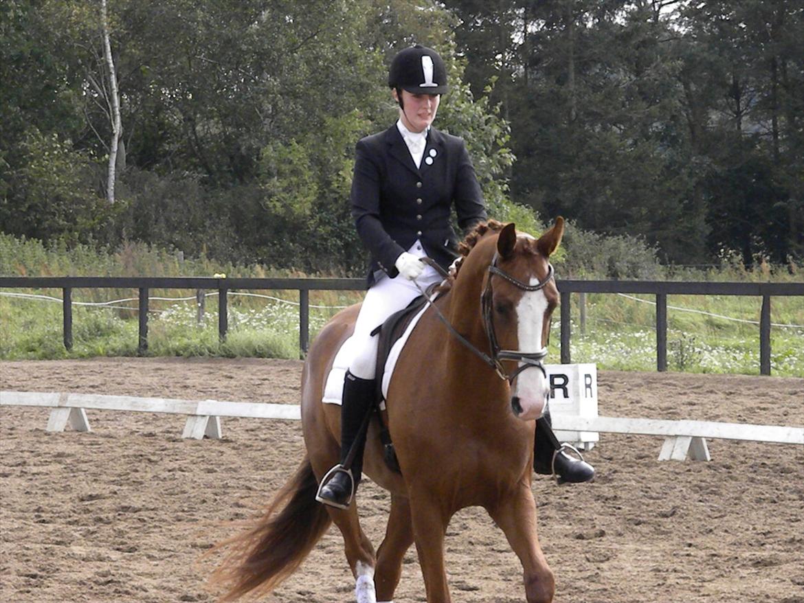 Dansk Varmblod GRØNTANG DIVA billede 15