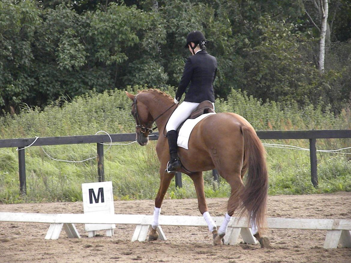 Dansk Varmblod GRØNTANG DIVA billede 16