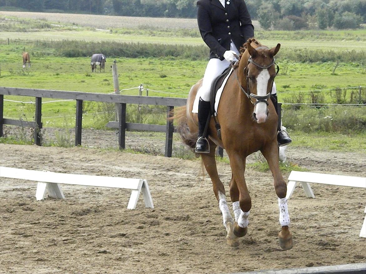 Dansk Varmblod GRØNTANG DIVA billede 17