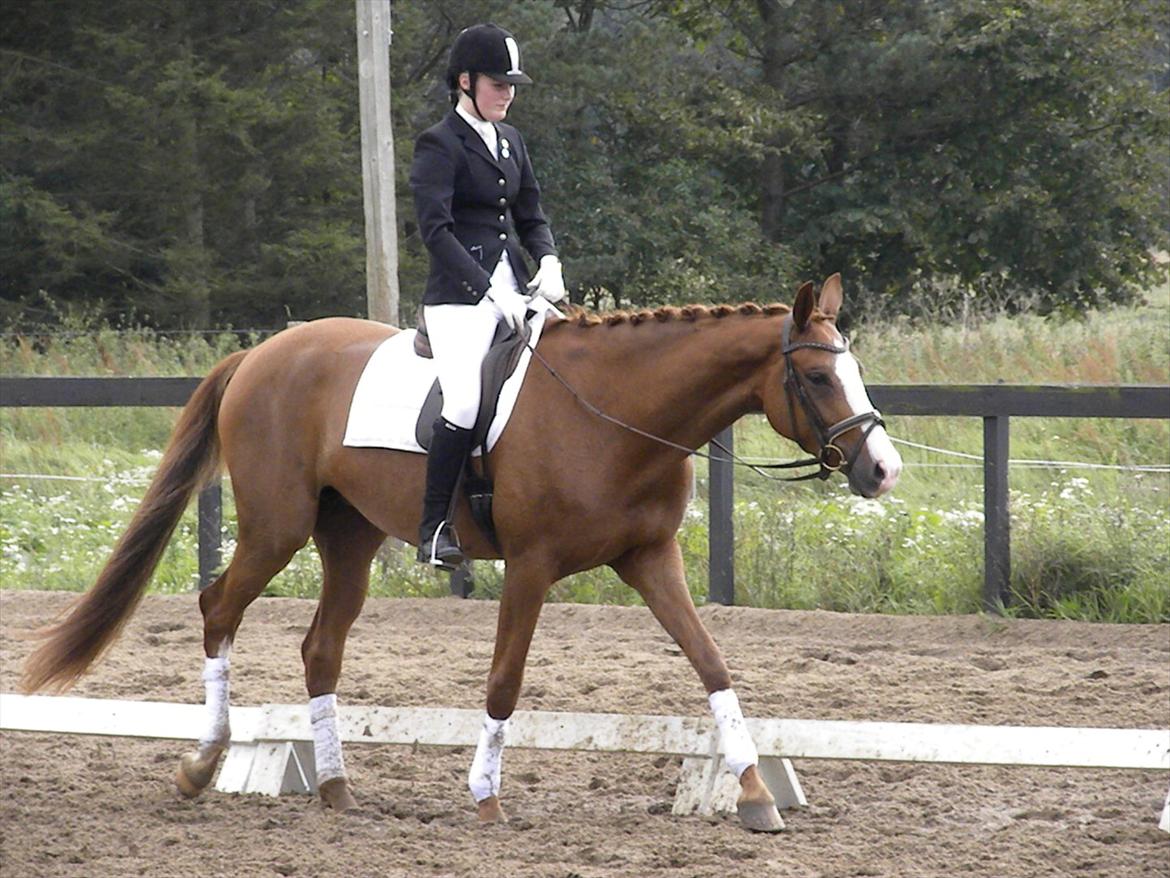 Dansk Varmblod GRØNTANG DIVA billede 18