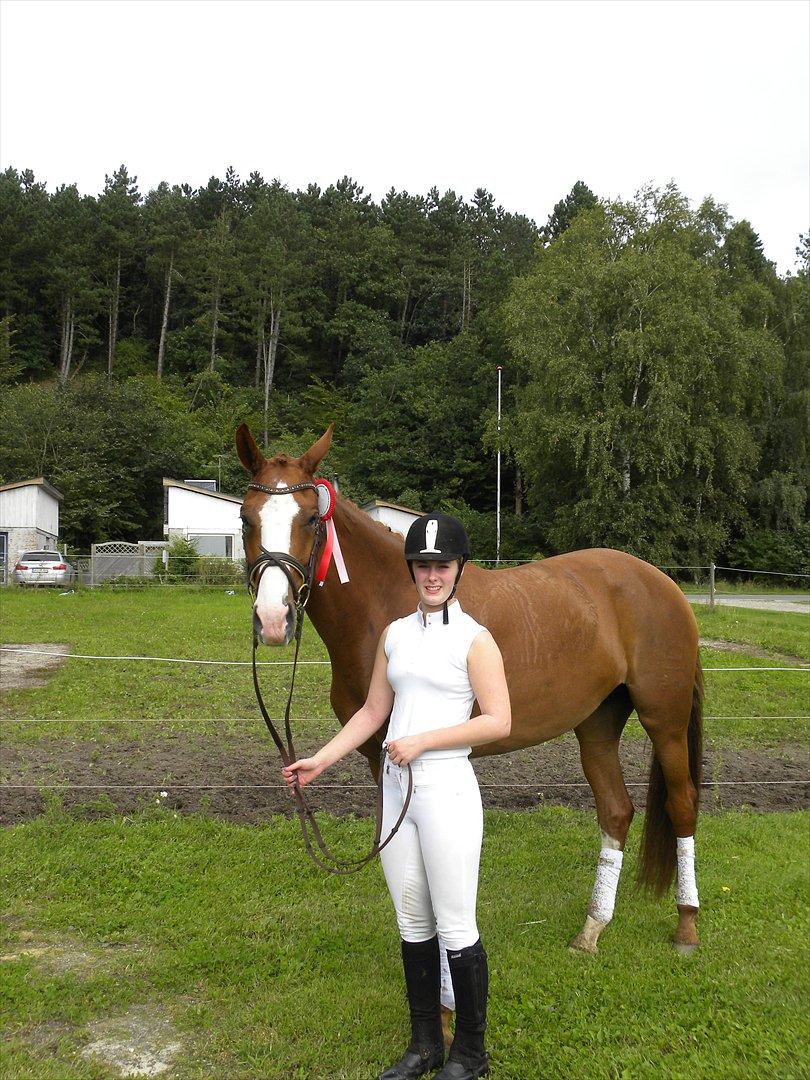 Dansk Varmblod GRØNTANG DIVA billede 19