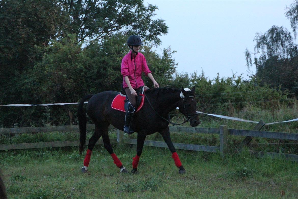 Tysk Sportspony Bonnie  - Løsgørende dressur, med styring fra ben og lyde (: unden tøjler :D *Foto Syrine Glambert* billede 19