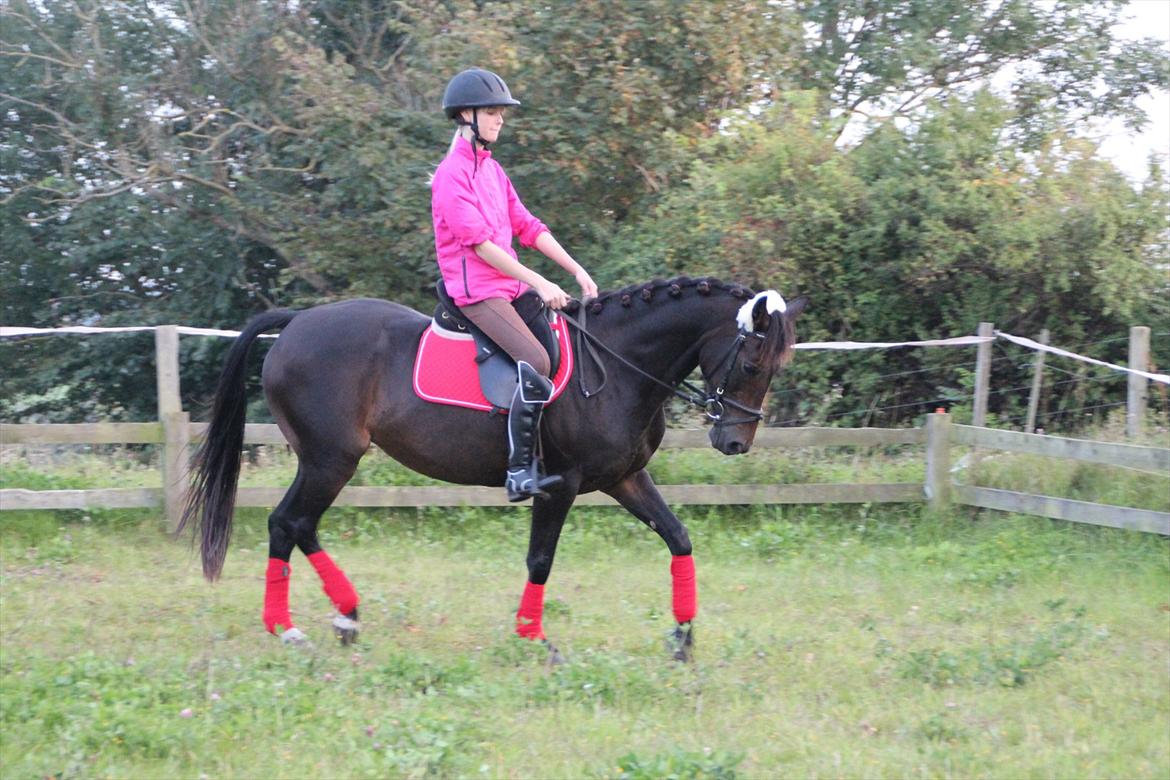 Tysk Sportspony Bonnie  - Træner op til stævne :D dygtige dyr <3 *Foto Syrine Glambert* billede 11