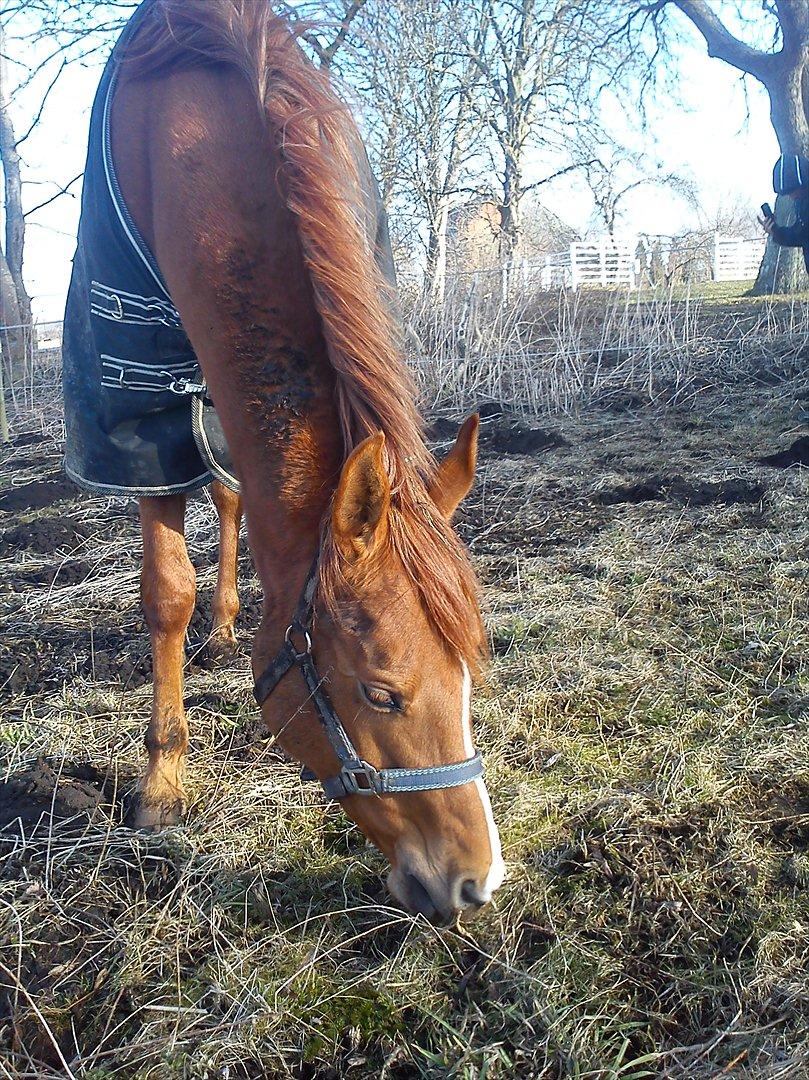 Arabisk fuldblod (OX) saphira  isa billede 9