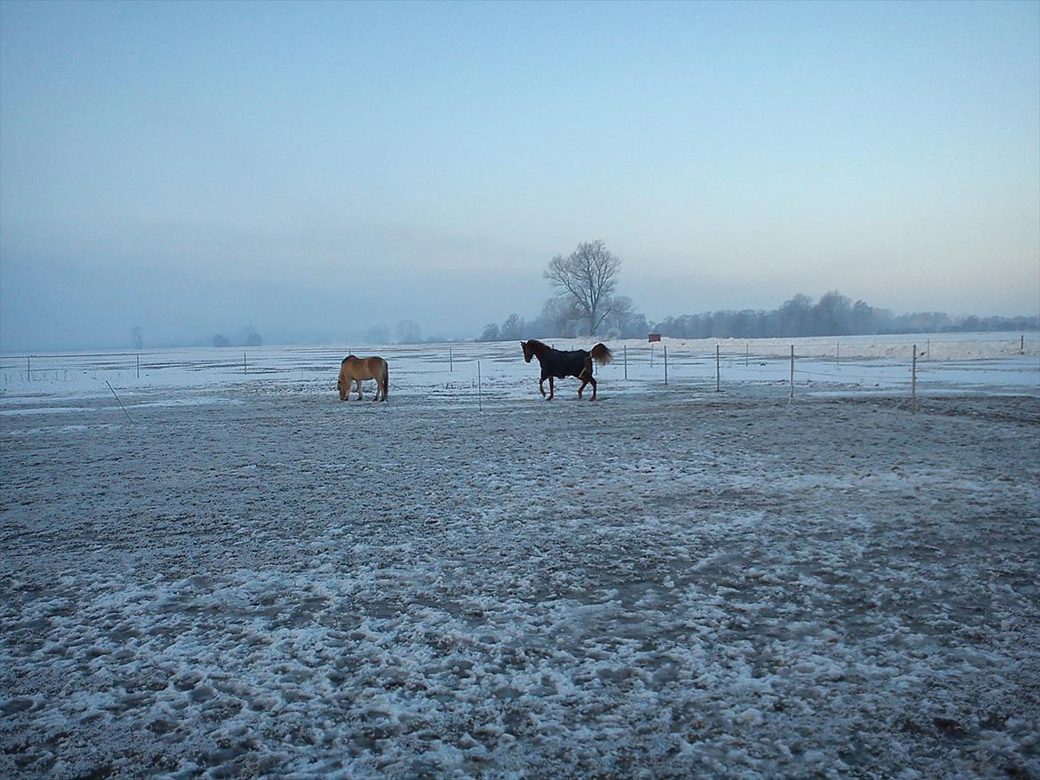 Arabisk fuldblod (OX) saphira  isa billede 11