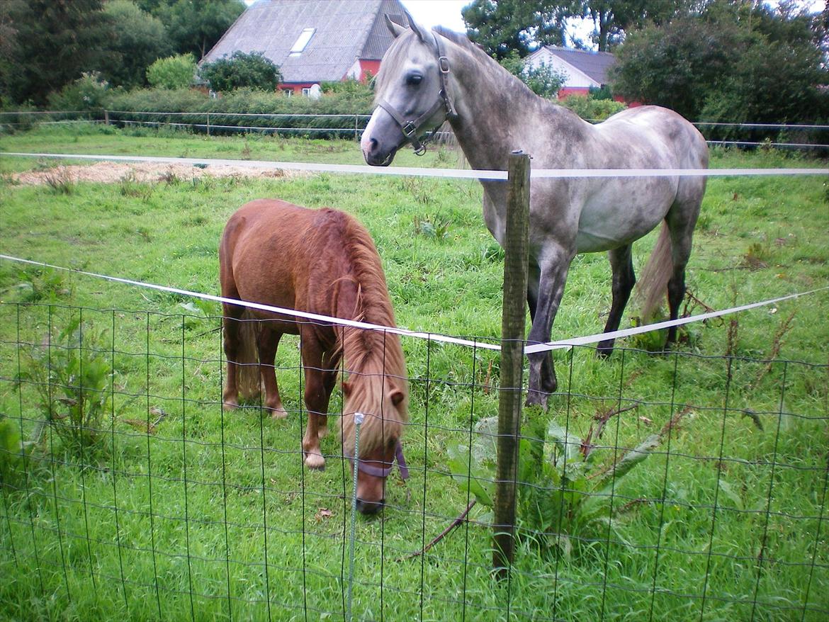 Arabisk fuldblod (OX) Bandolero ( himmelhest;( ) - (åspe) han nød at få lov at gå lidt på fold med kasanova, han lod sig mule af den lille fyr så måtte rygge dem fra hinanden igen :) billede 15