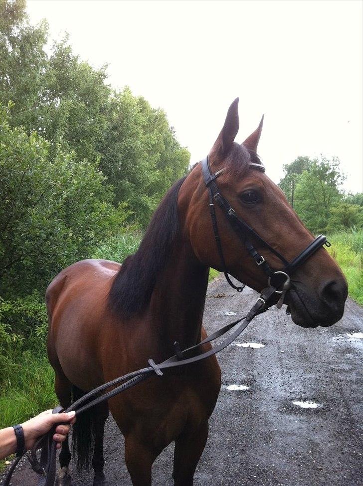 Traver Nicebib G  - Nice ude og gå tur med sin part Katrine :) billede 16