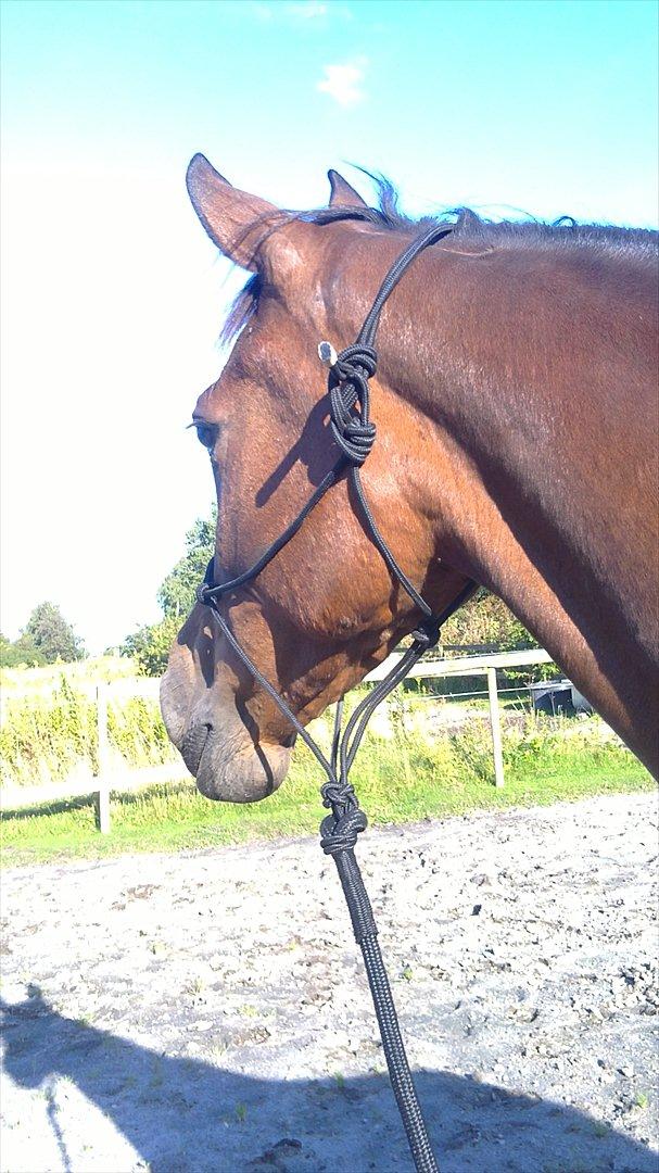 Traver Nicebib G  - Du er min drømme hest! Ingen kan tage din plads!!<3 billede 17