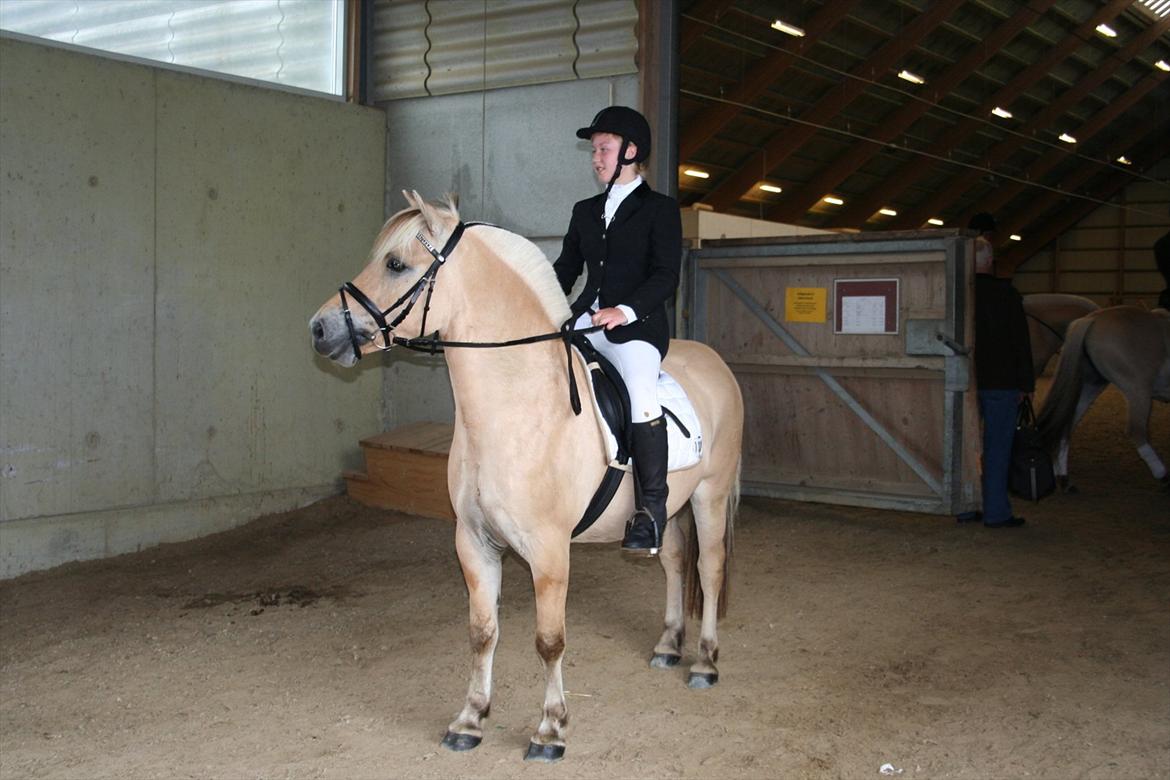 Fjordhest Åge  - Championatet, han var lidt nysgerrig (:
Foto: Poul Bertelsen billede 5