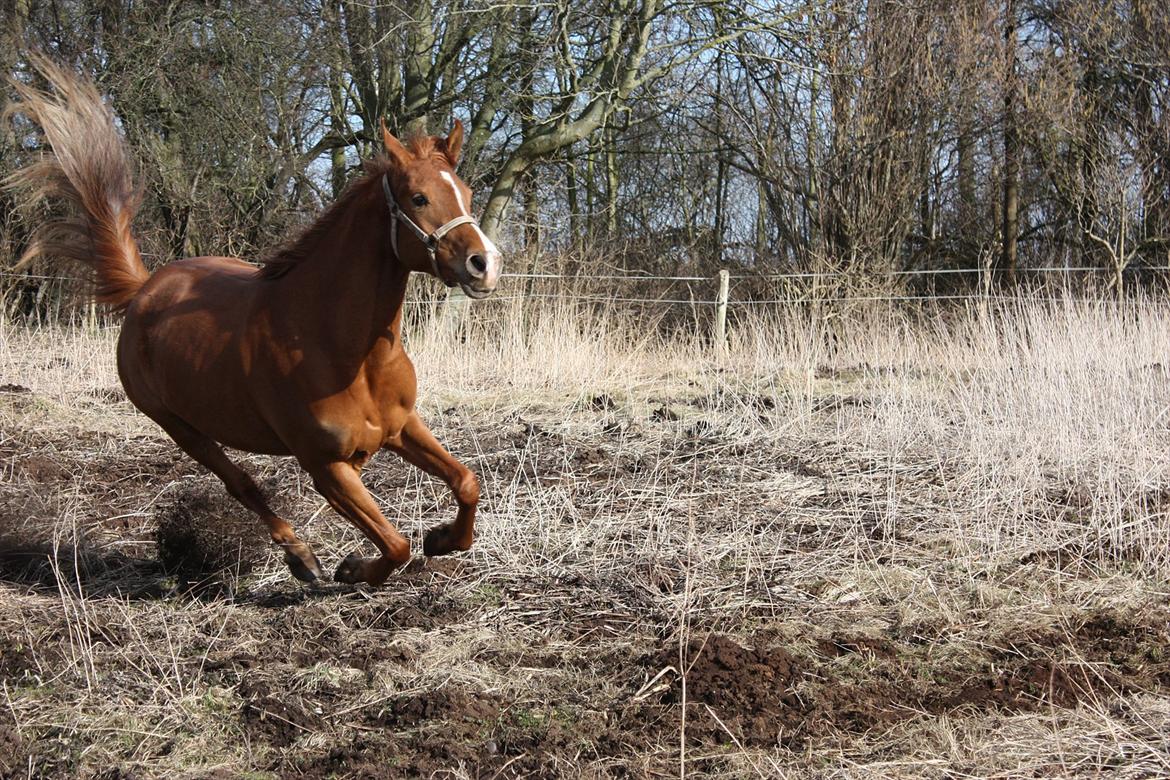 Arabisk fuldblod (OX) saphira  isa - here i come  billede 7