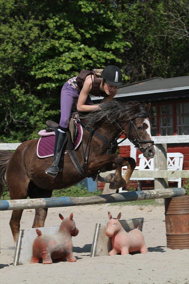 Welsh Pony (sec B) Stendyssens Sunshine - Springundervisning. Love you pony :* Foto. Jeanett.  billede 7