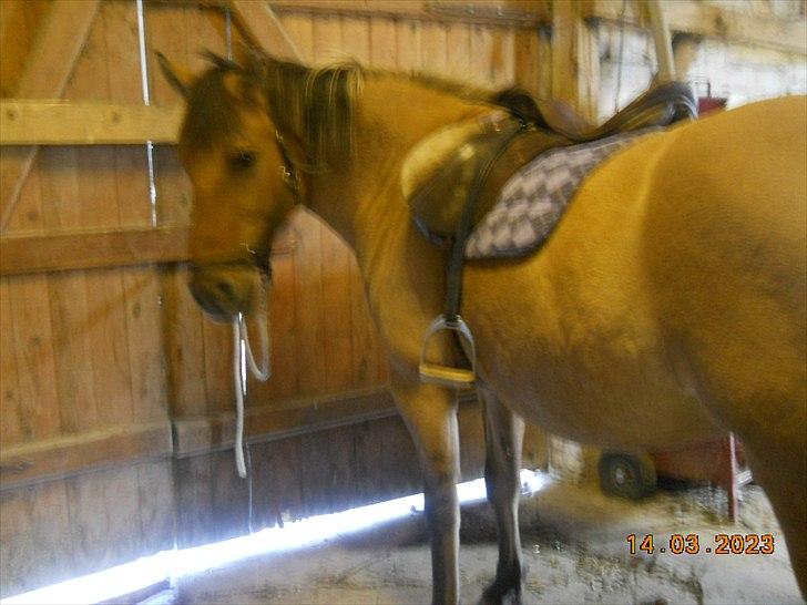 Anden særlig race Berta-Louise - Klar?? billede 1