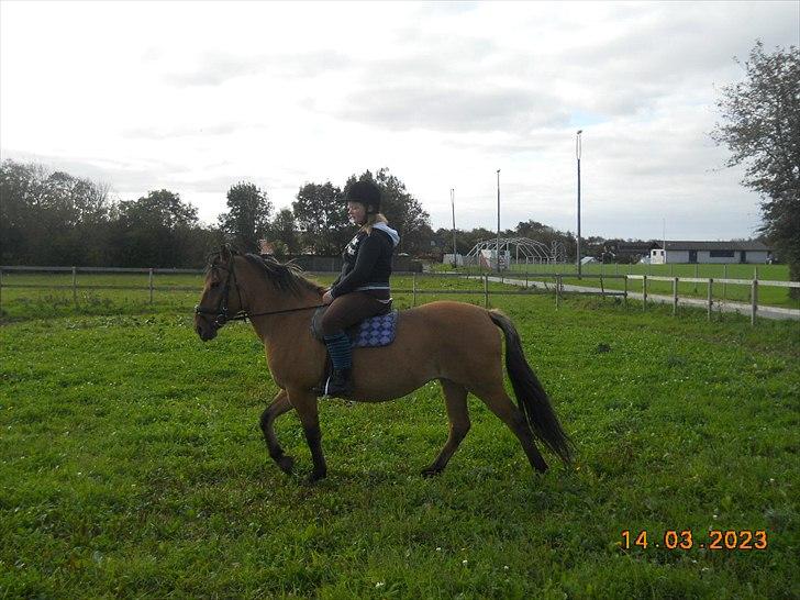 Anden særlig race Berta-Louise - Første ridetur:D billede 2