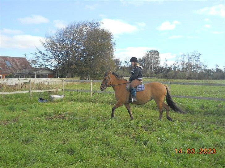 Anden særlig race Berta-Louise - Første ridetur:D billede 3