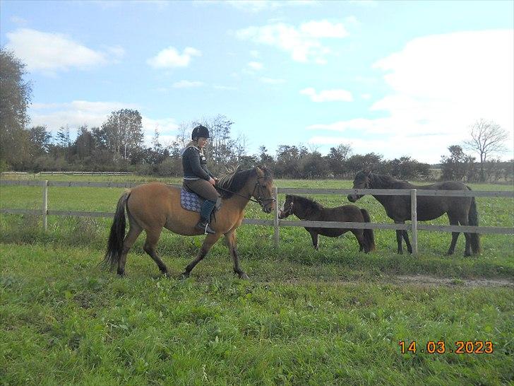 Anden særlig race Berta-Louise - Første ridetur:D billede 4