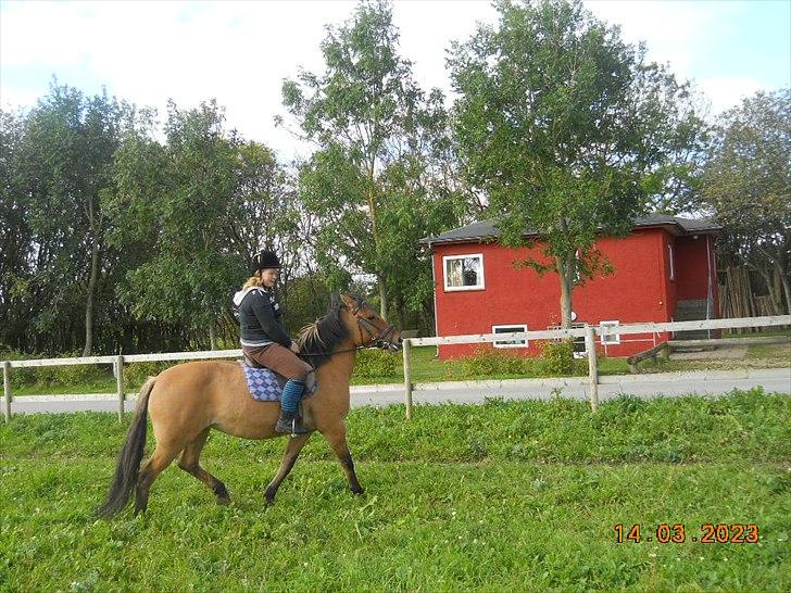 Anden særlig race Berta-Louise - Første ridetur:D billede 5