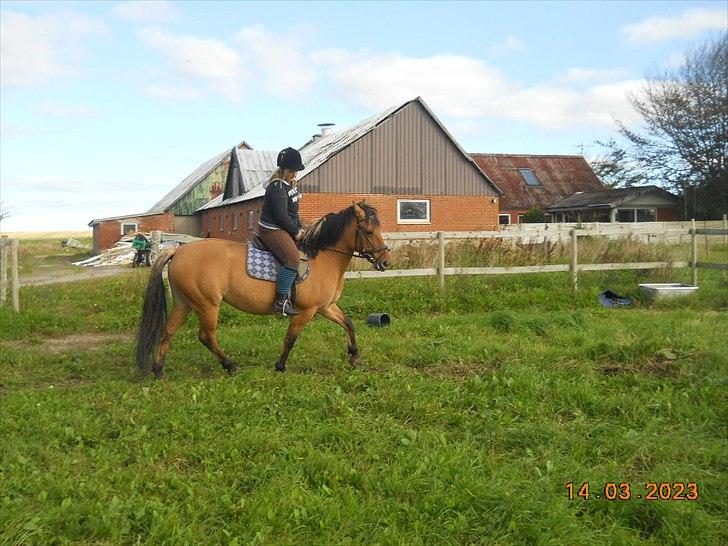 Anden særlig race Berta-Louise - Første ridetur:D billede 6