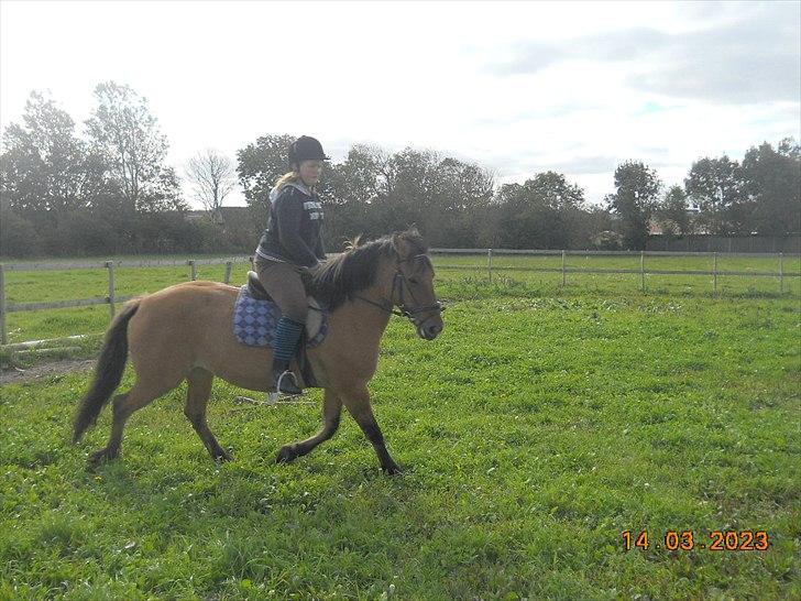 Anden særlig race Berta-Louise - Første ridetur:D billede 7
