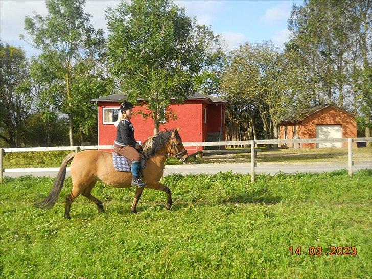 Anden særlig race Berta-Louise - Første ridetur:D billede 8