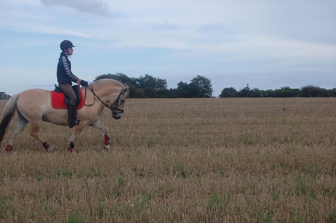 Fjordhest Jacob <3<3  - Dressur på marken :-) billede 19