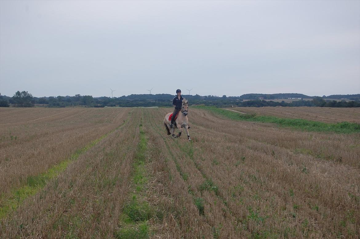 Fjordhest Jacob <3<3  - Galop, på marken :-) billede 20