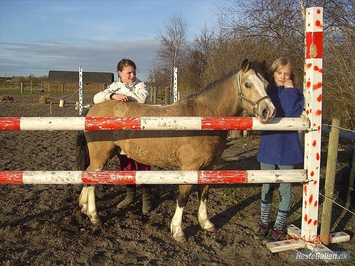 Welsh Mountain (sec A) MUNKSGAARD'S JUPITER billede 5